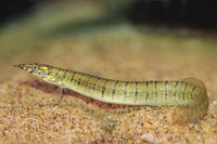 Macrognathus zebrinus, Zebra spiny eel: fisheries, aquarium