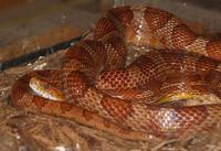 Image of: Elaphe guttata (corn snake)