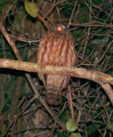 Andaman Boobook - Ninox affinis