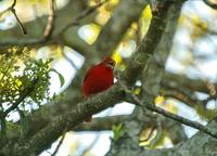 Summer Tanager  