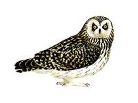 Owls Short-eared Owl Asio flammeus