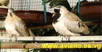Masked Dove Oena capensis