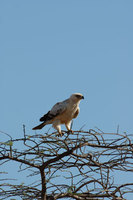 : Aquila rapax; White Phase Tawny Eagle