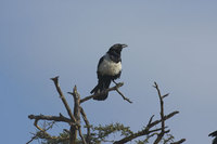 : Corvus albus; Pied Crow