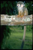 : Saimiri sciureus; Squirrel Monkey