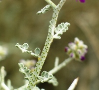 : Psorothamnus polydenius; Nevada Dalea