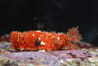 : Lissothuria nutriens; Scarlet Sea Cucumber