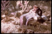 : Octopus briareus; Caribbean Reef Octopus