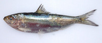 Sardinella tawilis, Freshwater sardinella: fisheries