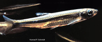 Notropis atherinoides, Emerald shiner: fisheries, bait