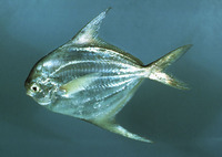 Peprilus alepidotus, Harvestfish: fisheries