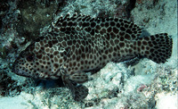 Epinephelus quoyanus, Longfin grouper: fisheries
