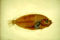 Lepidoblepharon ophthalmolepis, Scale-eyed flounder: