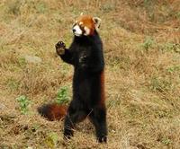Image of: Ailurus fulgens (red panda)