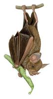Image of: Carollia perspicillata (Seba's short-tailed bat)