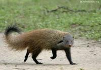 Image of: Herpestes vitticollis (striped-necked mongoose)