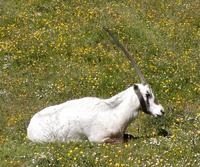 Oryx leucoryx - Arabian Oryx