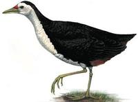 Image of: Amaurornis phoenicurus (white-breasted waterhen)