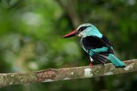 Image of: Halcyon malimbica (blue-breasted kingfisher)