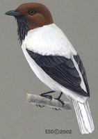 Image of: Procnias averano (bearded bellbird)
