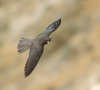 Eleonora's Falcon (Falco eleonorae) photo