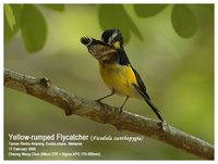 Korean Flycatcher - Ficedula zanthopygia