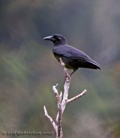 Slender-billed Crow - Corvus enca