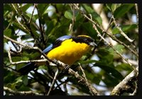 Blue-winged Mountain-Tanager - Anisognathus somptuosus