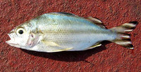 Banded Perch (Terapon theraps)