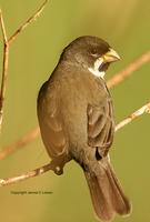 Double-collared Seedeater: male