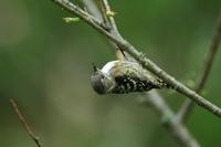 Japanese Pygmy Woodpecker, Greycapped Woodpecker, Dendrocopos kizuki