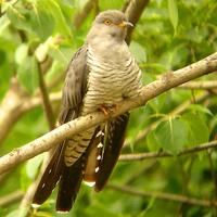 male Common Cuckoo
