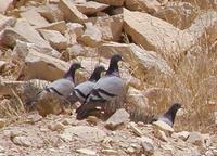 Rock Pigeon Columba livia