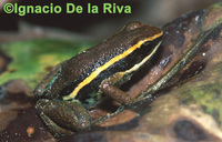 : Ameerega boliviana; Bolivian Poison Frog