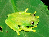 : Hyalinobatrachium eurygnathum; Rio Glass Frog