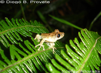 : Scinax littoralis; Rio Verde Snouted Treefrog