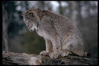 : Felis canadensis; Canada Lynx