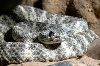 : Crotalus mitchelii pyrrhus; Western Speckled Rattlesnake