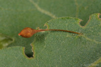 : Dros pedicillatum; Hair Stalk Gall Wasp;