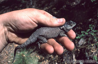 : Sceloporus jarrovii; Yarrow's Spiny Lizard
