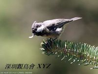 Parus dichrous Grey-crested Tit 褐冠山雀 087-061