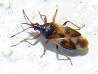 Anthocoris nemorum - flower bug
