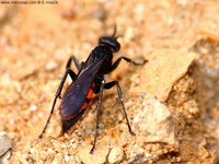 Anoplius viaticus - Black Banded Spider Wasp