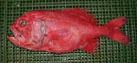 Hoplostethus atlanticus, Orange roughy: fisheries
