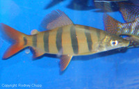 Distichodus lusosso, Longsnout distichodus: aquarium
