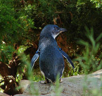 Image of: Eudyptula minor (little penguin)