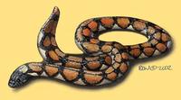 Image of: Cylindrophis maculatus