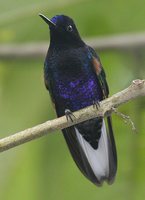 Velvet-purple Coronet - Boissonneaua jardini