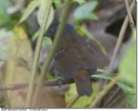 Dull-mantled Antbird - Myrmeciza laemosticta