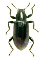 보라거저리 - Encyalesthus violaceipennis